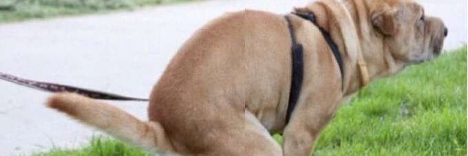 Bollo banner