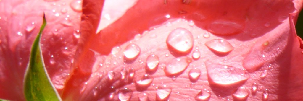 wolf beckerfreyseng banner