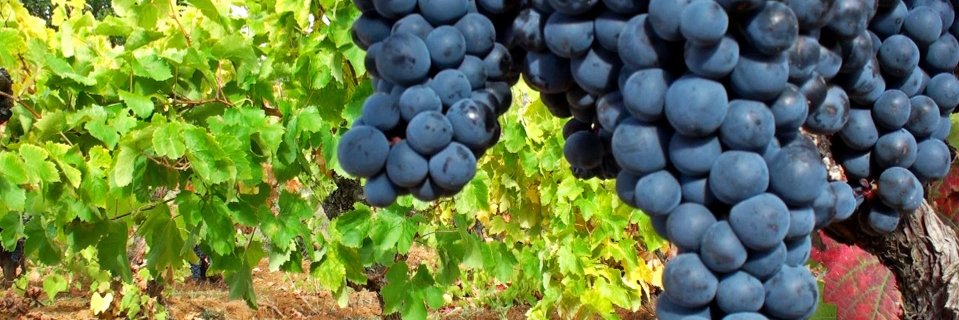 Bodegas Algil banner