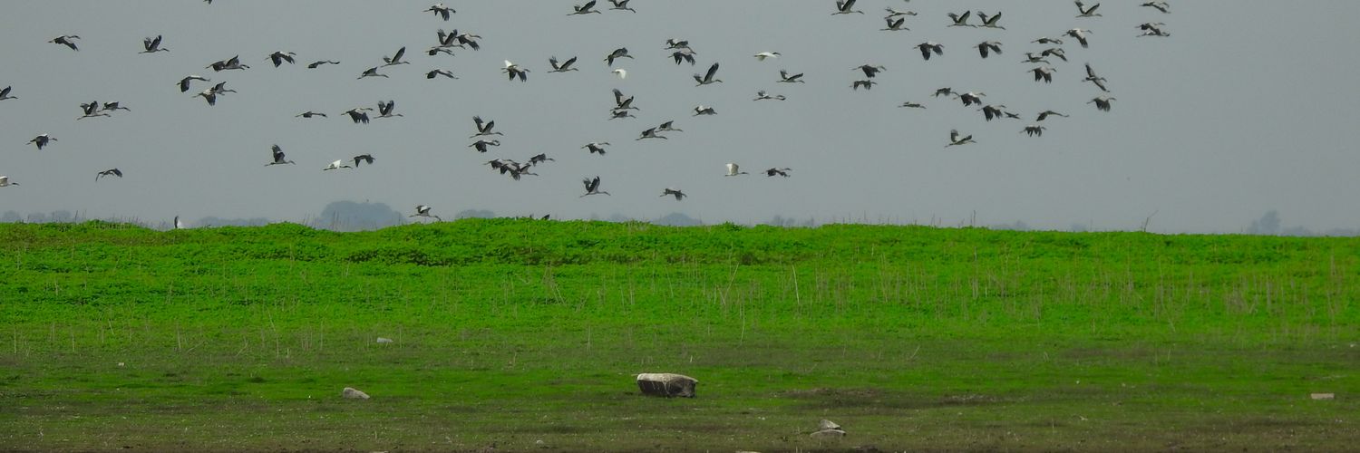 Manish Shukla banner