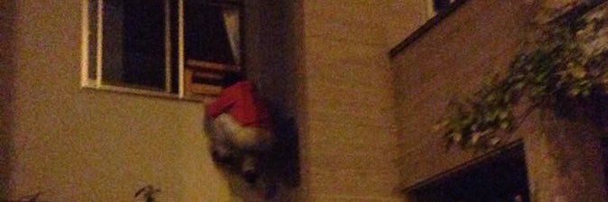 しょたろ⚪️@白玉ぷるんぷるん野郎 banner