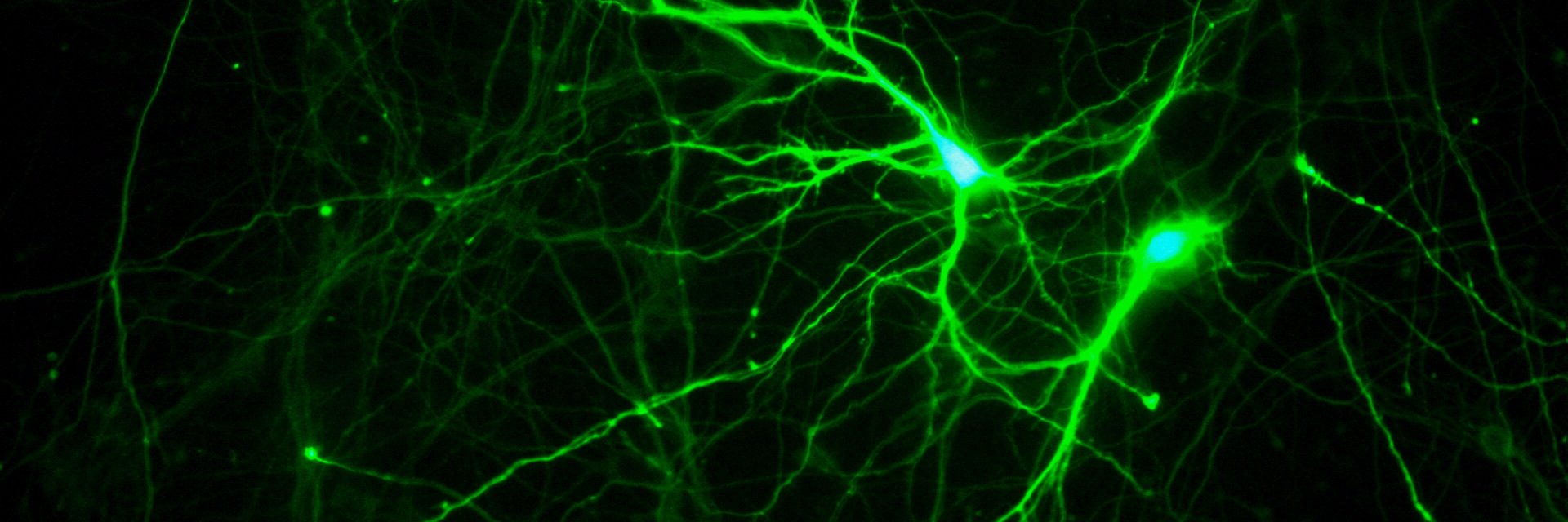 AnaNeurobiotec's profile banner image
