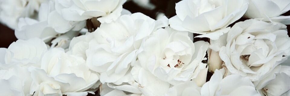 _______2444555's profile banner image