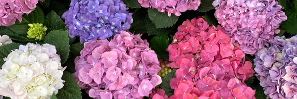 legrumpycat Profile Banner