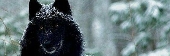 LordRockmanX's profile banner image
