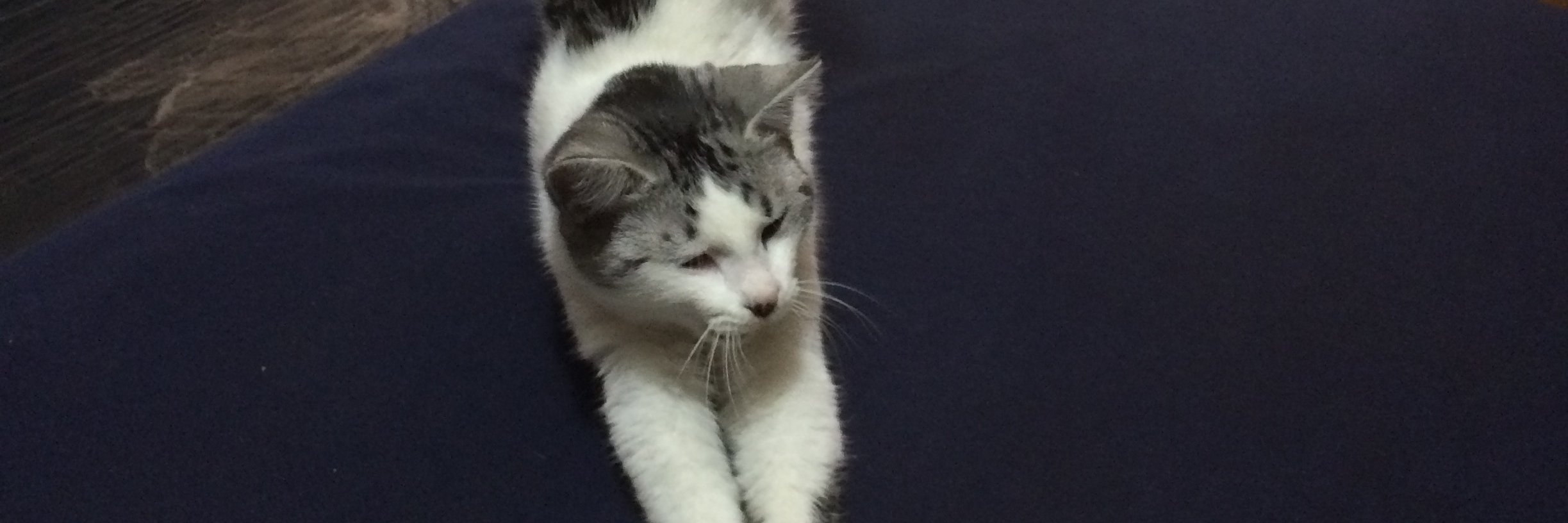Gato Gato banner