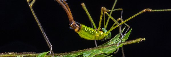 GhSolimary Profile Banner