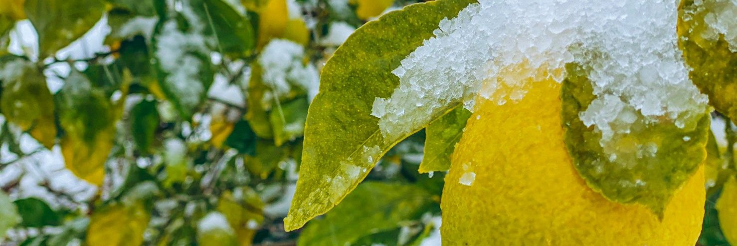 やのだいち banner