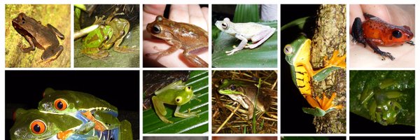 FrogListener Profile Banner