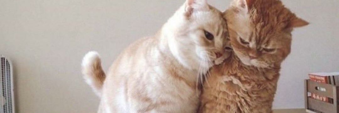 ranicarolinaa's profile banner image