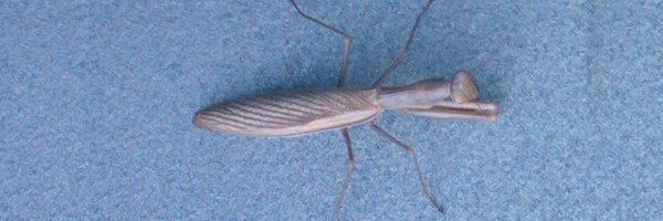 jordicortes314 Profile Banner