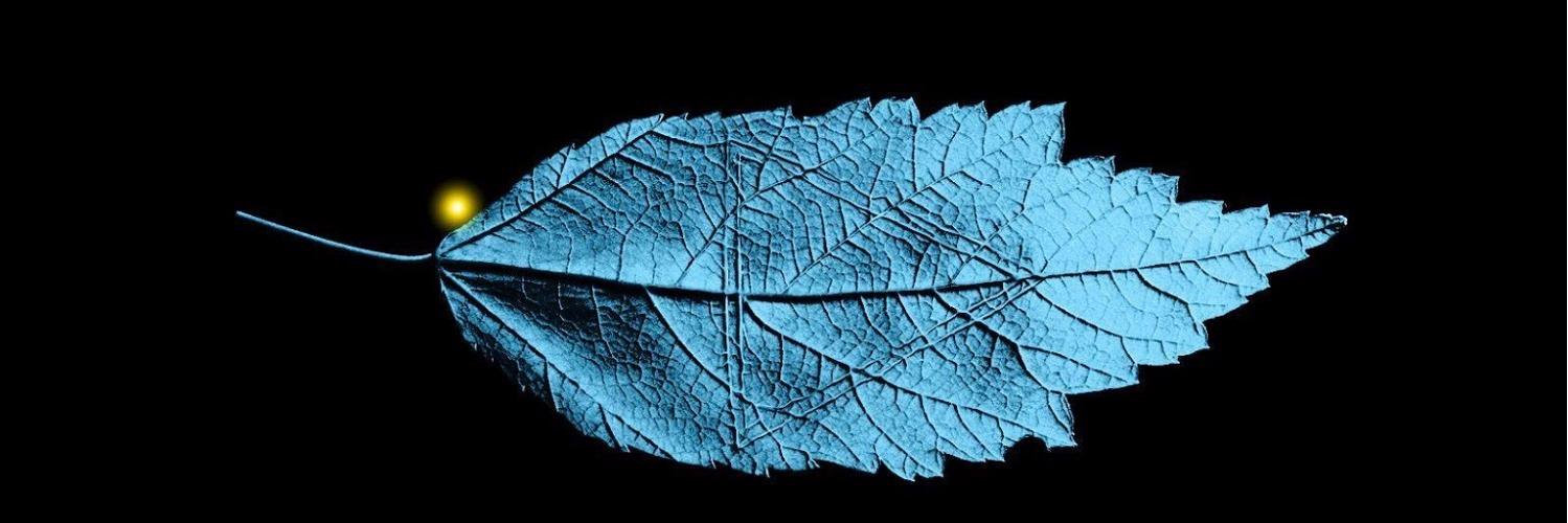 Dragan Angelov banner