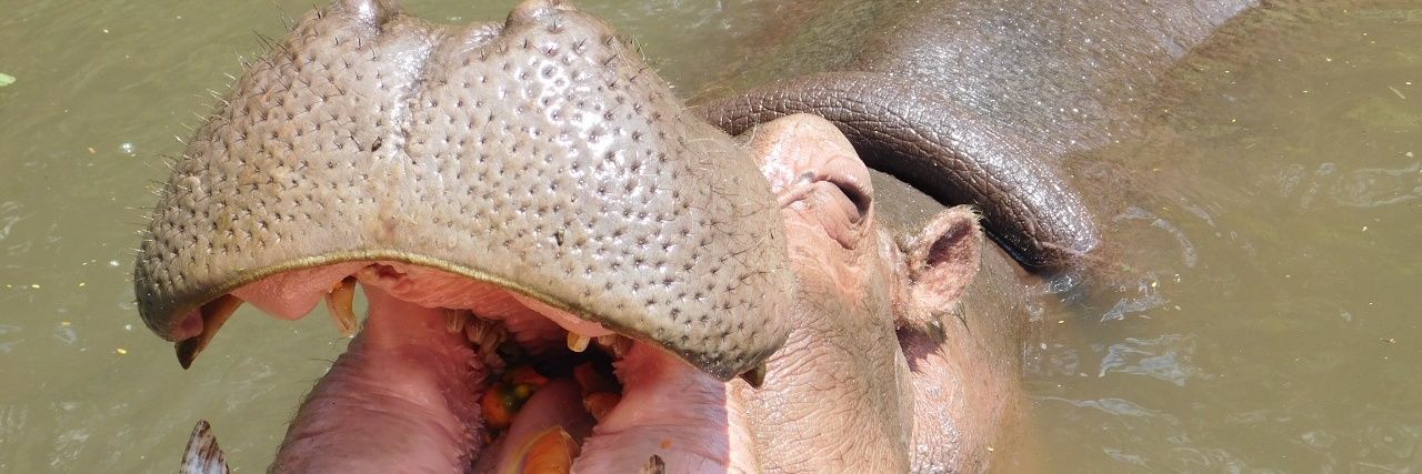 hippopotami's profile banner image