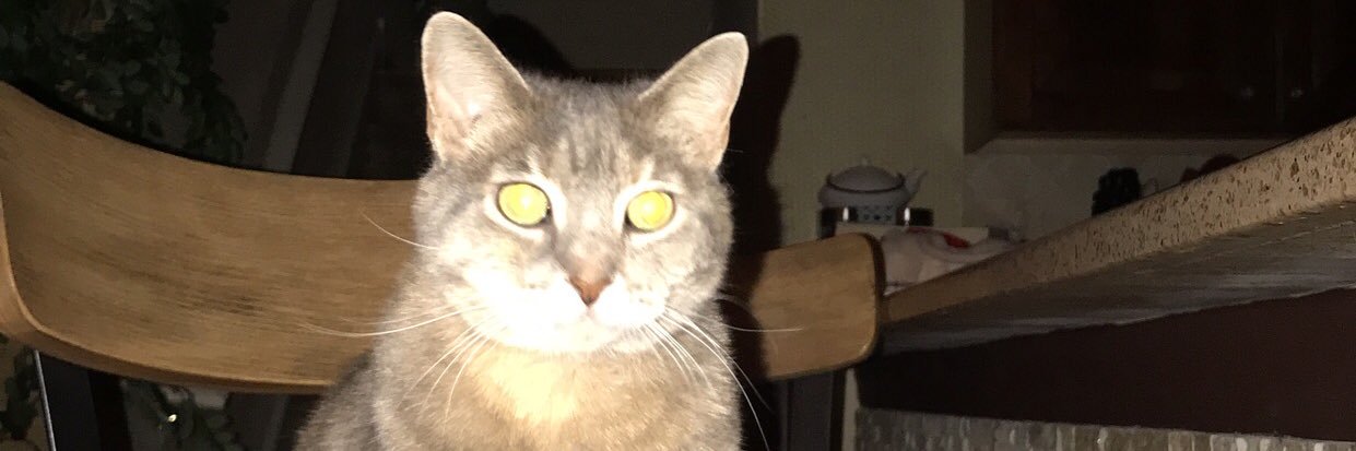 ｡ 🎀 𝒜𝓇𝓉𝓎 🎀 ｡ banner