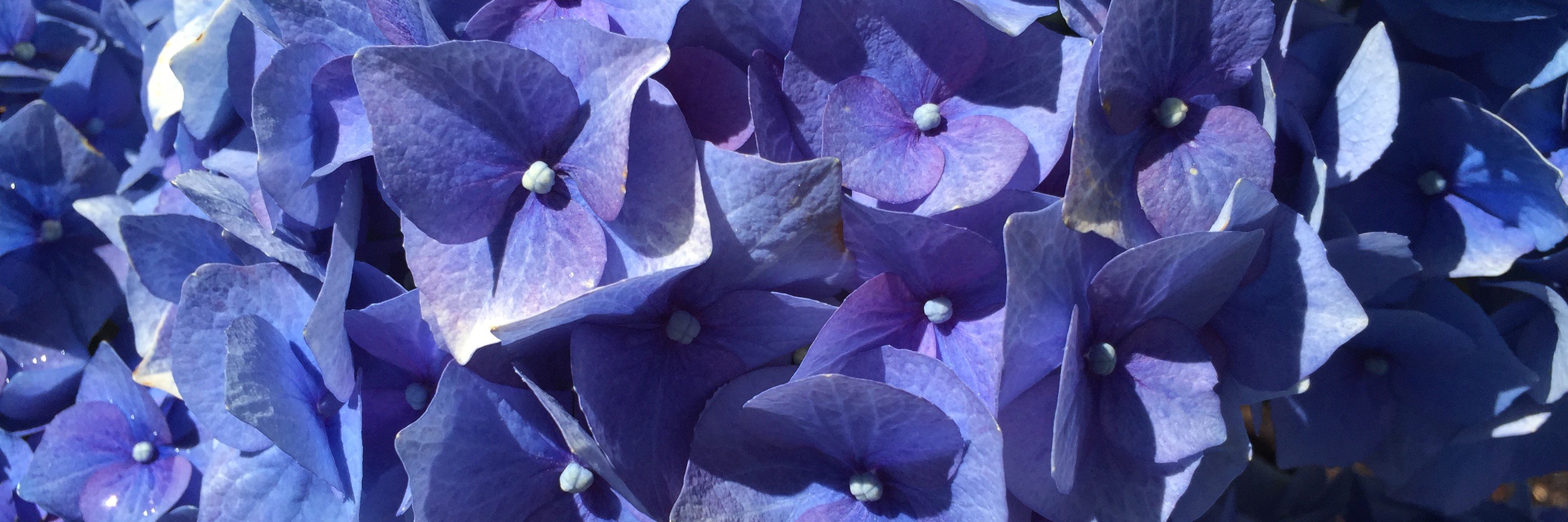 kristina l martin banner