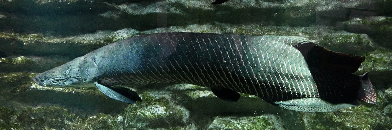 高橋　Big fish banner