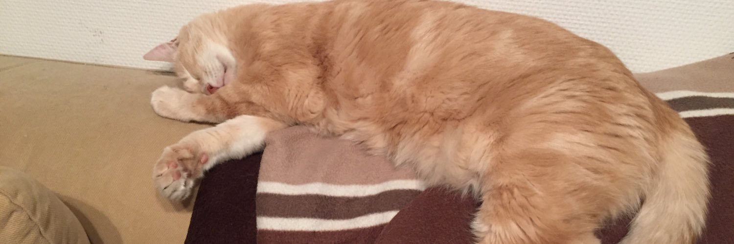 🇫🇷Nathi Nounours 😺 banner