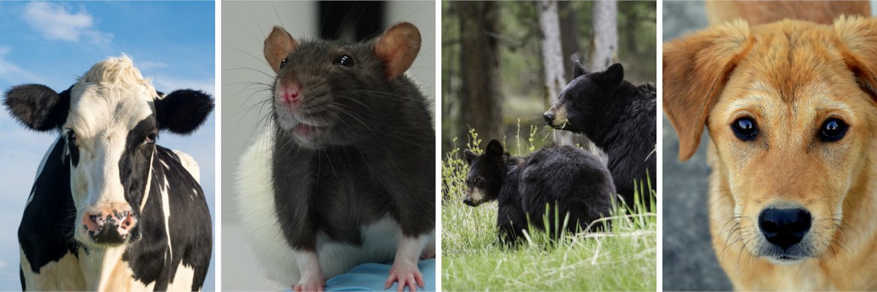 UBC Animal Welfare banner