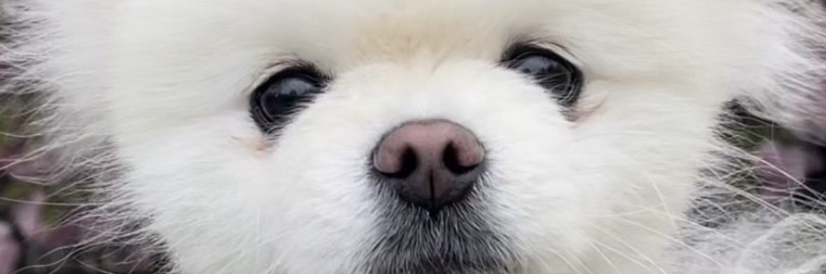 Wanted's banner