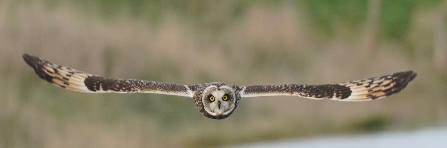 sallybirding's profile banner image