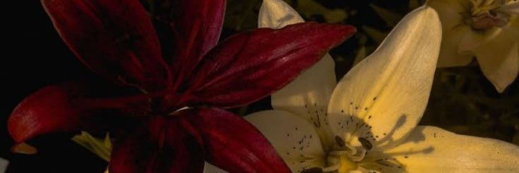 chloe banner