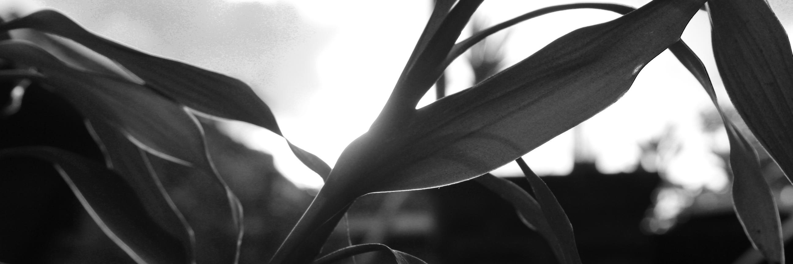 DewamadeKutha's profile banner image