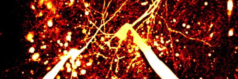 Vincenzo Mastrolia banner