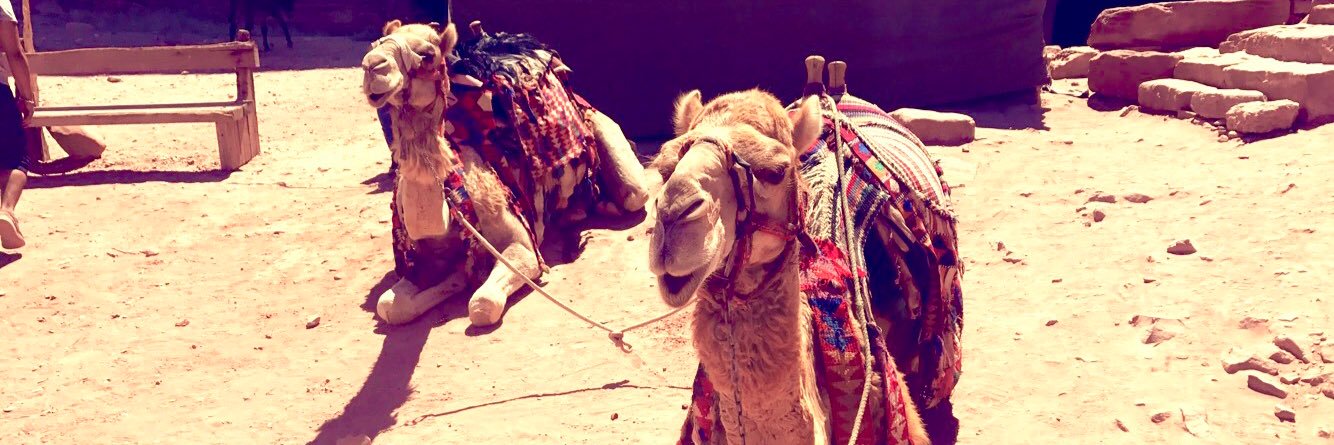 C. سيليه banner