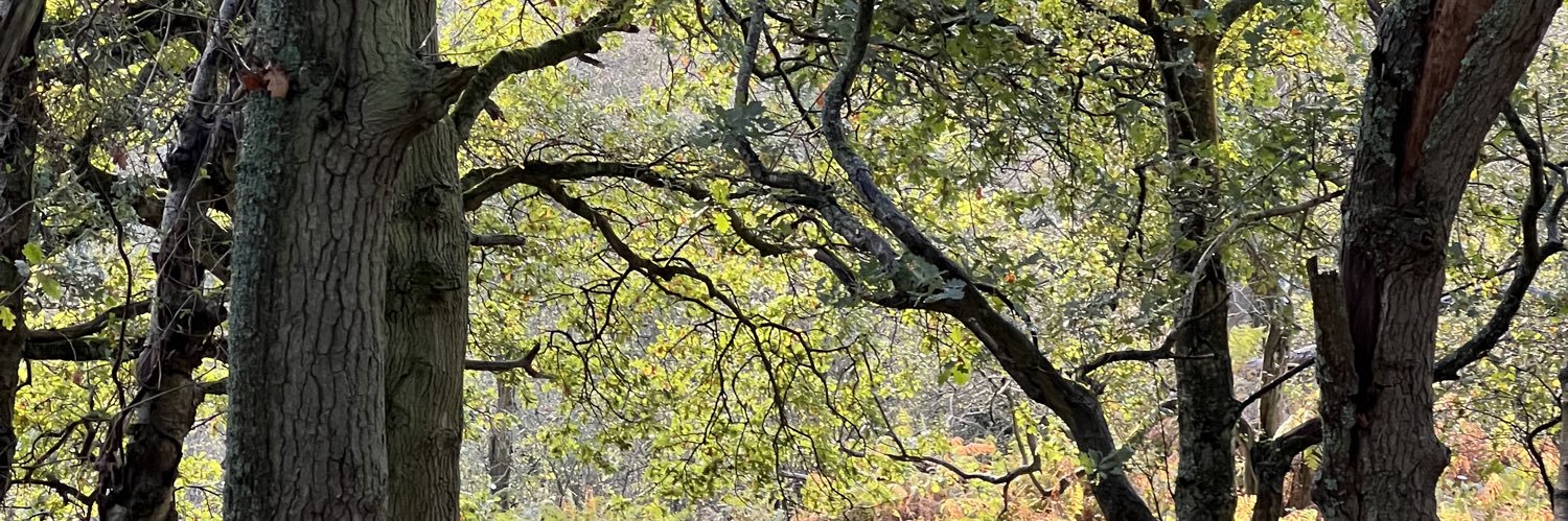 robinmorrisen's profile banner image