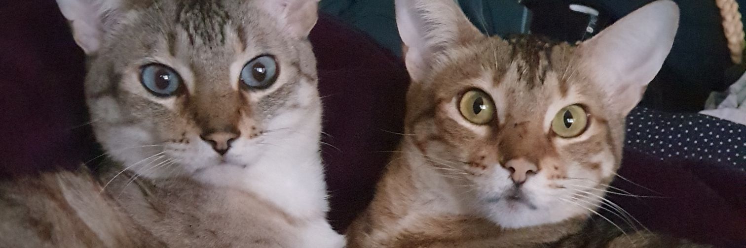 thesarahnelson's profile banner image