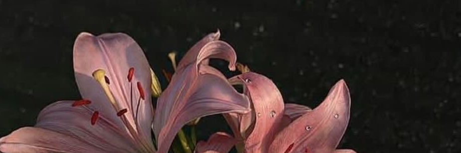 builtfrombeauty's profile banner image
