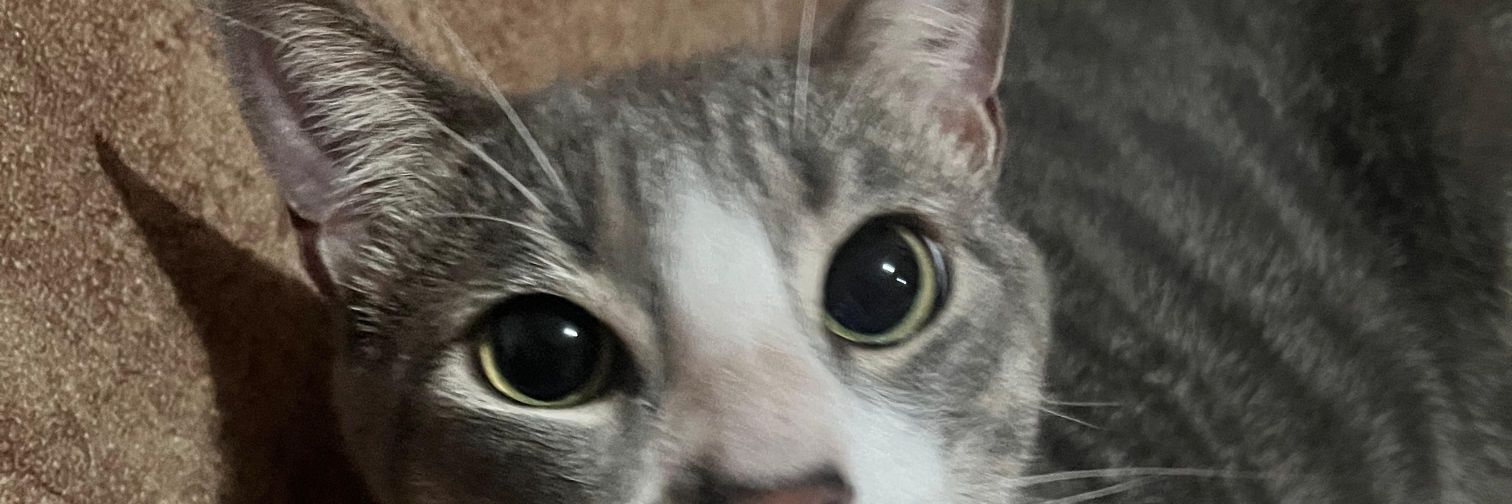 DarckRecor's profile banner image