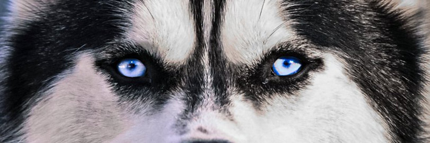 rjlehner's profile banner image