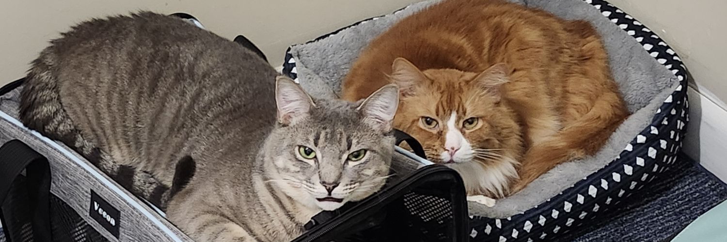 Mac The Ginger Cat 😺 banner