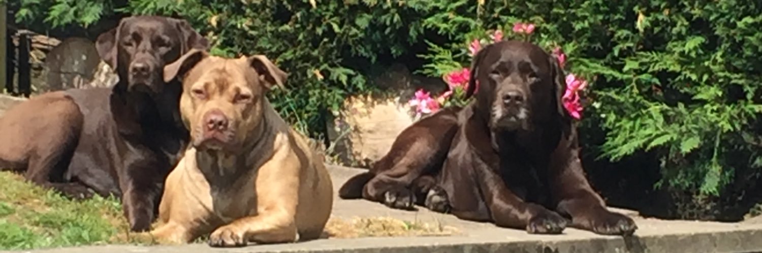 coco&mitzie 🇬🇧 banner