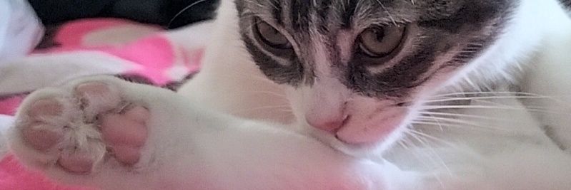 almaceciO's profile banner image