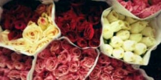 sassinka's profile banner image