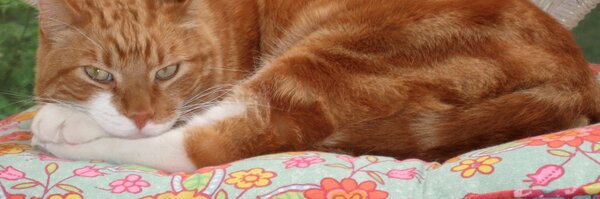 KathleenPryer Profile Banner