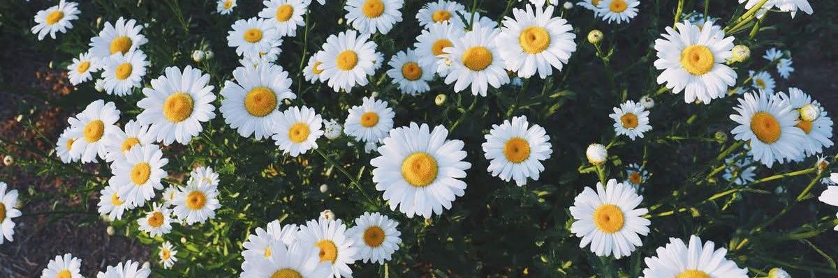 _Malka__'s profile banner image