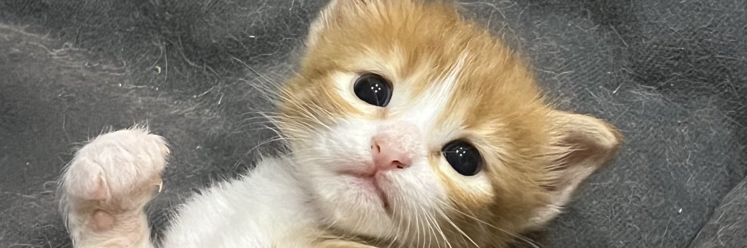 alliissaa61's profile banner image