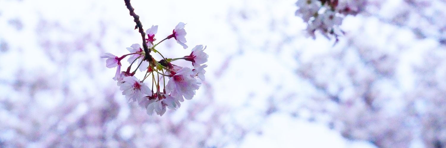 sno_neige's profile banner image