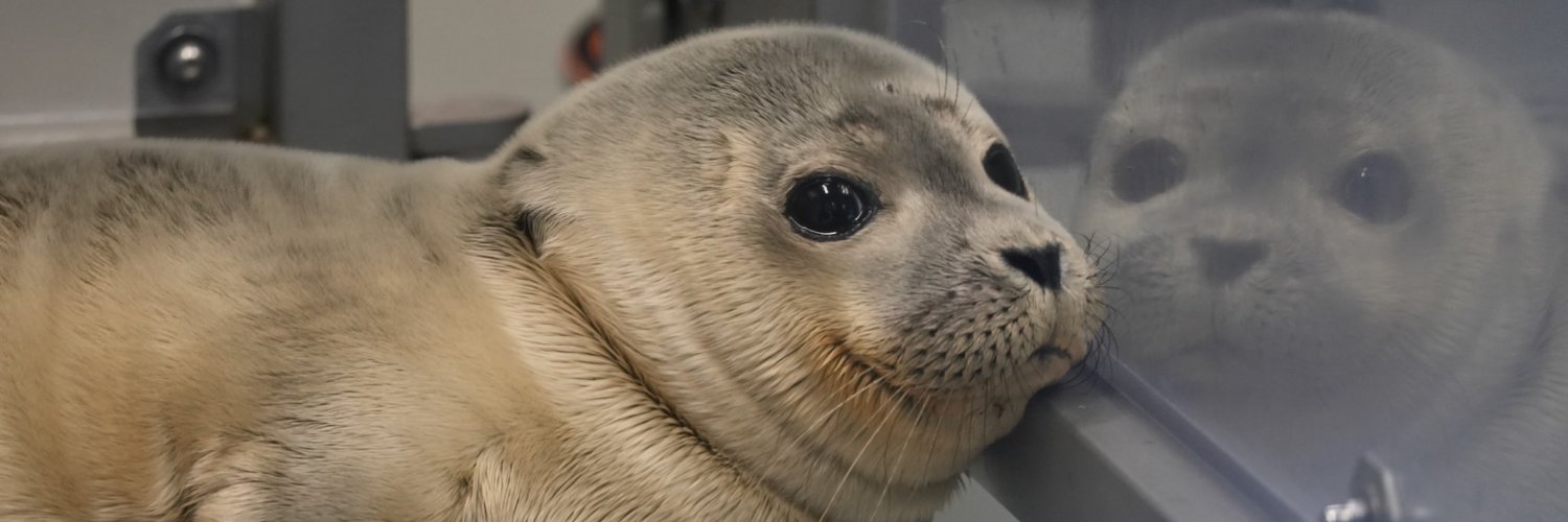 ーREOSIFー is Hopepilled banner