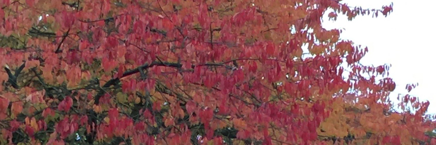 FooDastic's profile banner image