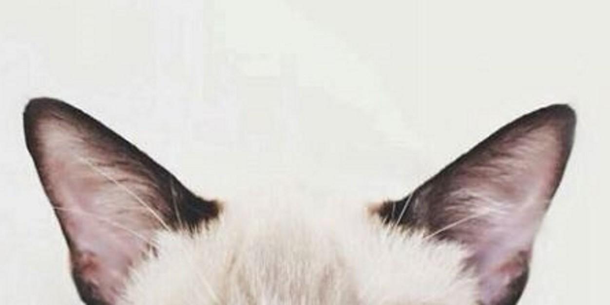 Josse_Maa's profile banner image