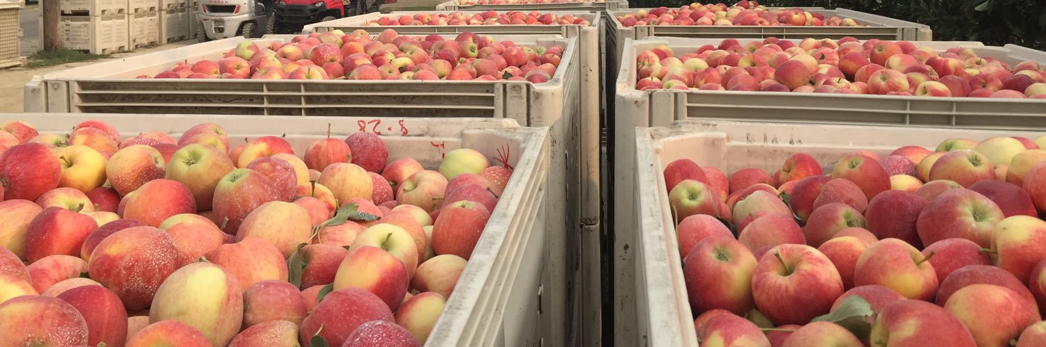 April the Apple Gal banner