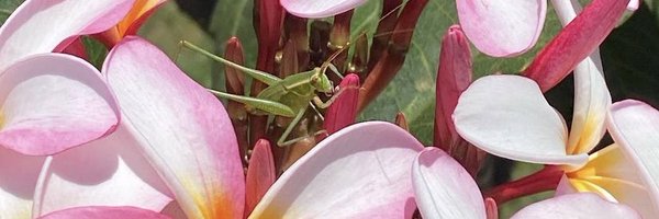 SdOceanSea Profile Banner