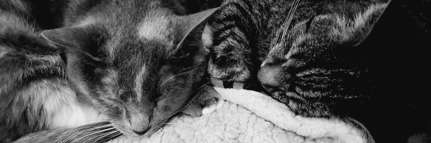 BattyCat_87's profile banner image