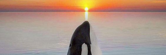 Big Daddy Orca (moved to bsky) banner