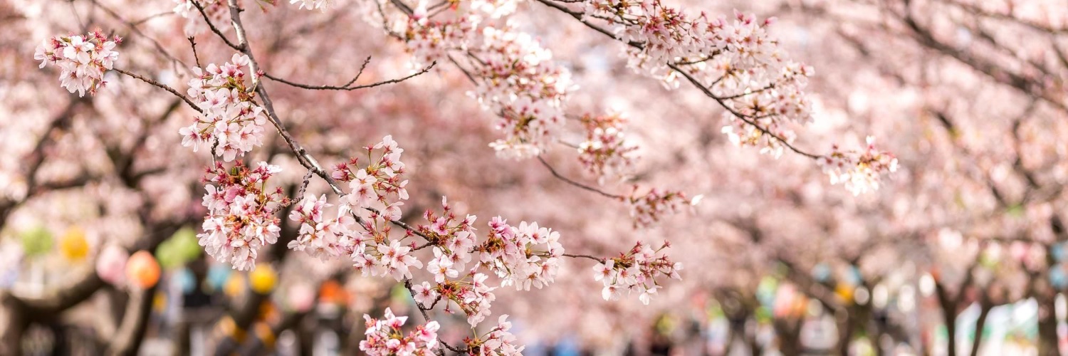 Allec_Lee's profile banner image