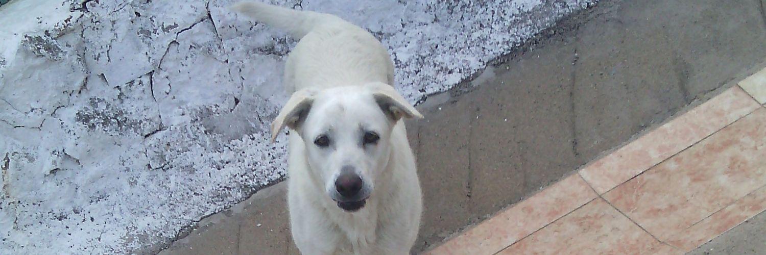 Junio el gran cucón banner